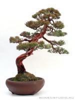 Juniperus chinensis  ' Itoigawa ' bunjin bonsai 