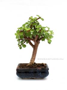 Portulacaria afra bonsai 10B (10cm-es tálban)