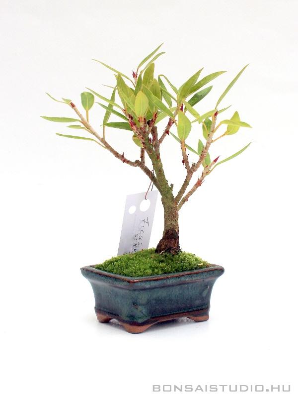 shohin juniper bonsai eCourse Companion Bundle: Mastering Shohin Juniper – Bonsaify main image 0