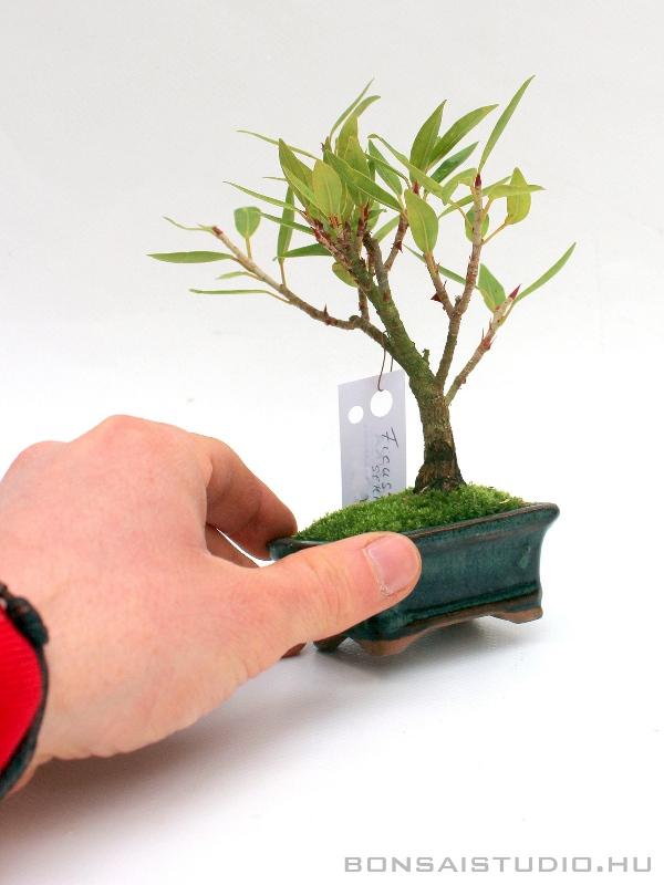 bambus fr topf geeignet Bambus | Fargesia nitida