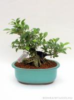 Ficus retusa bonsai mázas tálban 03.}