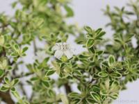 Serissa foetida 'Variegata' - Tarka levelű Ezercsillag fa bonsai