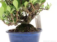 Gardenia jasminoides shohin bonsai 02.}