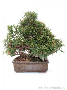 Trachelospermum  sp. shohin bonsai 01.