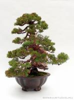 Juniperus chinensis 'Itoigawa' - Japán bonsai