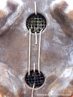 Juniperus chinensis 'Itoigawa' - Japán bonsai}