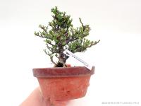 Chaenomeles japonica shohin bonsai 07.}
