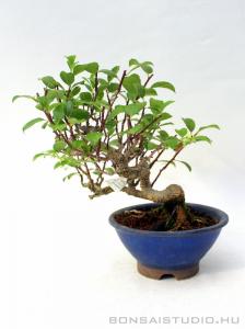 Celastrus orbiculatus shohin bonsai 01.