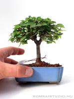 Zelkova serrata shohin bonsai 05.