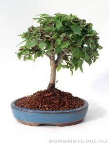 Zelkova serrata shohin bonsai 08.