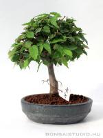 Zelkova serrata shohin bonsai 10.