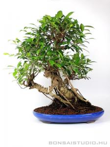 Ficus retusa bonsai mázas tálban 16.