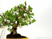 Lonicera sp. shohin bonsai 02.}