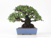 Ulmus parvifolia 'Corticosa' shohin bonsai Hattori tálban