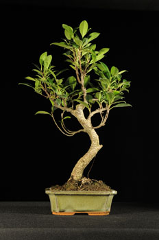 bonsai nyeremény játék a marczika bonsai studióban