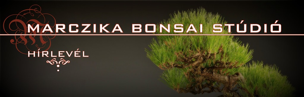 exclusive bonsaiok top quality bonsai es high quality bonsai a marczika bonsai kerteszet kinalatabol minosegi kulonleges bonsai fak vasarlasi lehetosege szallitasa